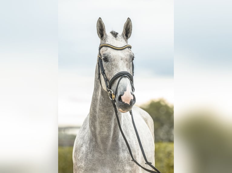 Deutsches Sportpferd Stute 4 Jahre 163 cm Schimmel in Gomadingen