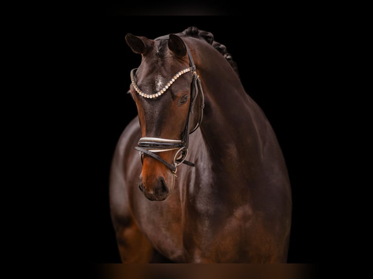 Deutsches Sportpferd Stute 4 Jahre 163 cm Schwarzbrauner in Wehringen