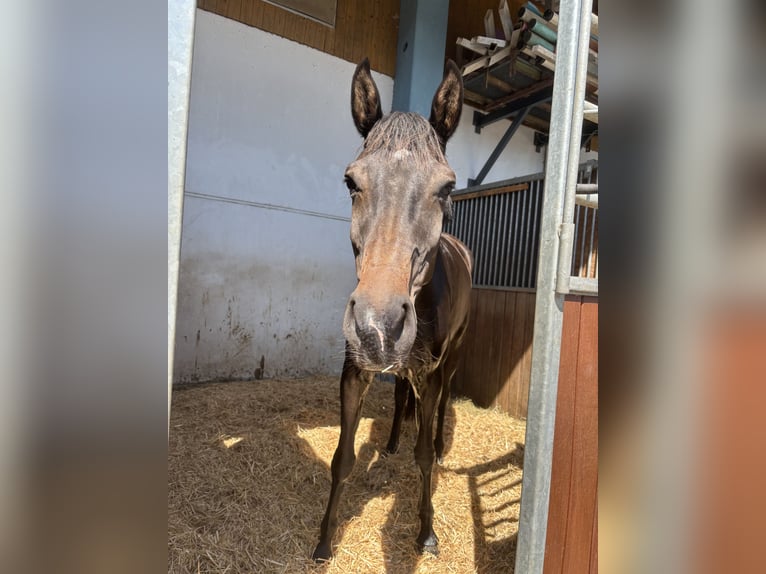 Deutsches Sportpferd Stute 4 Jahre 163 cm in Veitsbronn