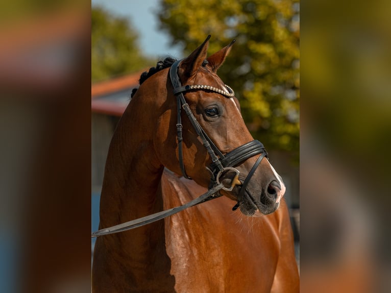 Deutsches Sportpferd Stute 4 Jahre 164 cm Brauner in Gomadingen