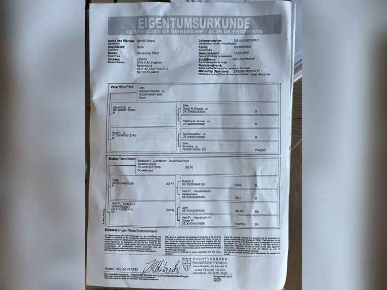 Deutsches Sportpferd Stute 4 Jahre 164 cm Brauner in Goch
