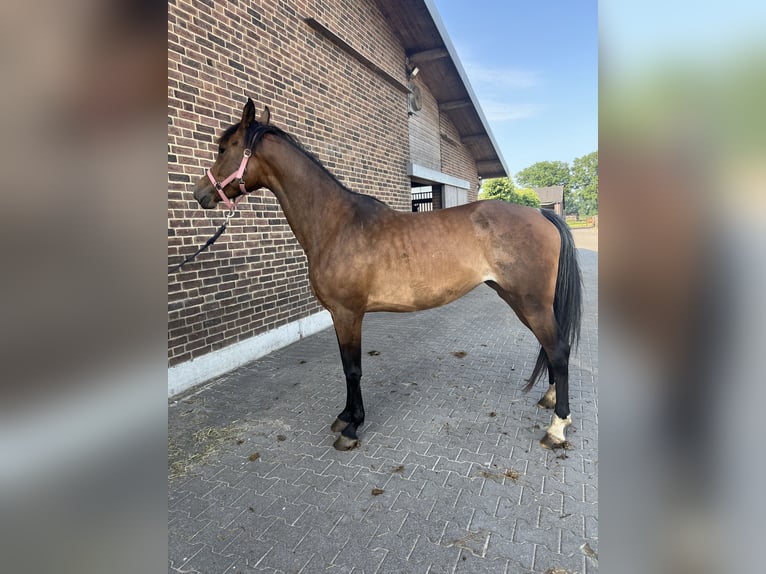 Deutsches Sportpferd Stute 4 Jahre 164 cm Brauner in Goch