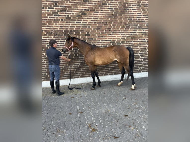 Deutsches Sportpferd Stute 4 Jahre 164 cm Brauner in Goch