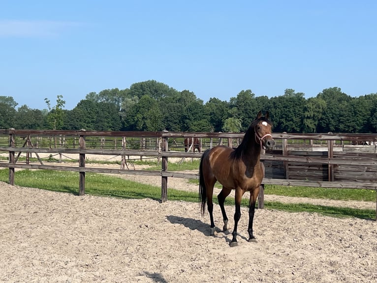 Deutsches Sportpferd Stute 4 Jahre 164 cm Brauner in Goch