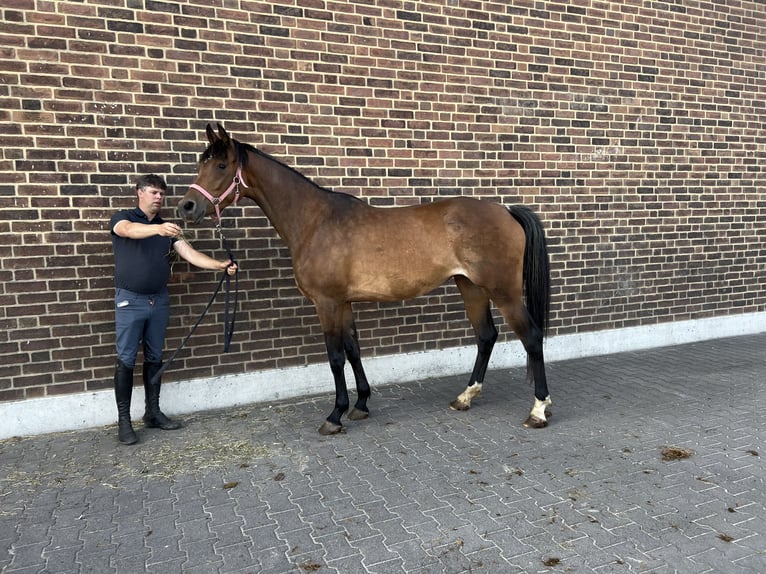 Deutsches Sportpferd Stute 4 Jahre 164 cm Brauner in Goch