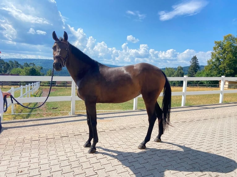 Deutsches Sportpferd Stute 4 Jahre 164 cm Brauner in Dobel