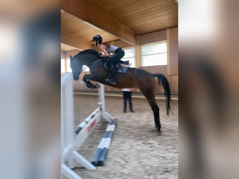 Deutsches Sportpferd Stute 4 Jahre 164 cm Brauner in Dobel
