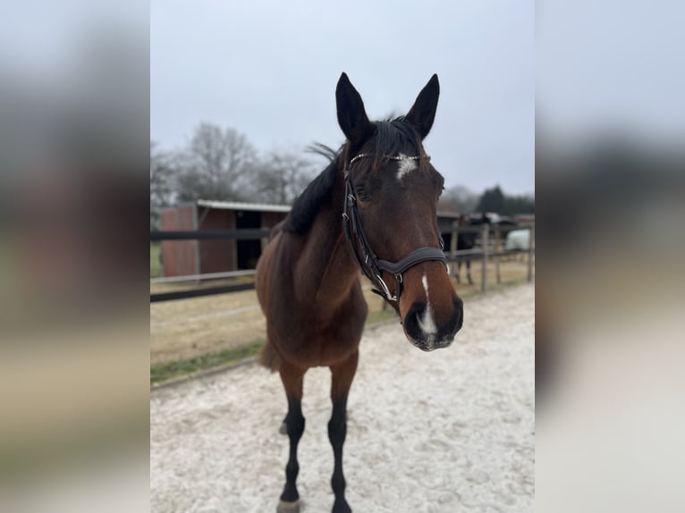 Deutsches Sportpferd Stute 4 Jahre 164 cm Brauner in Nonnweiler