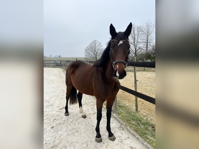 Deutsches Sportpferd Stute 4 Jahre 164 cm Brauner in Nonnweiler