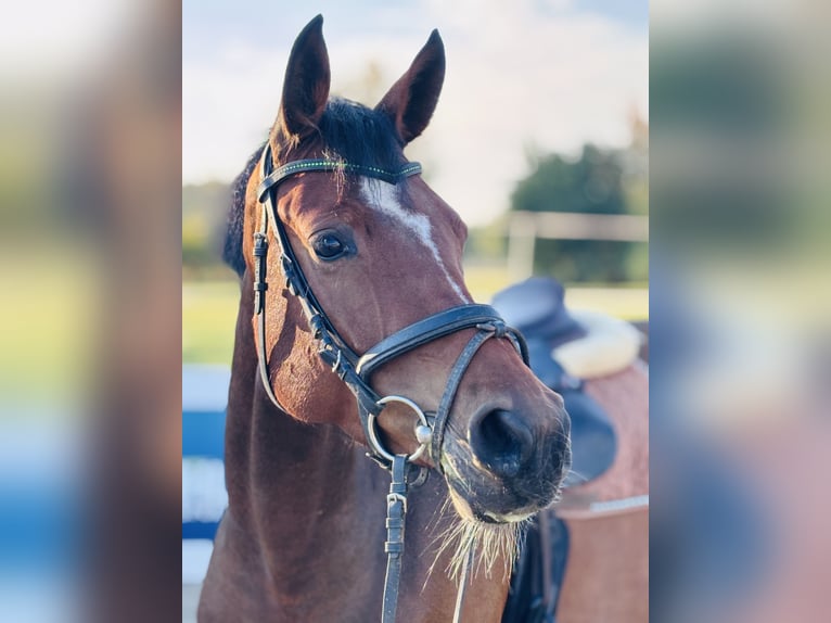 Deutsches Sportpferd Stute 4 Jahre 164 cm Brauner in Memmingen