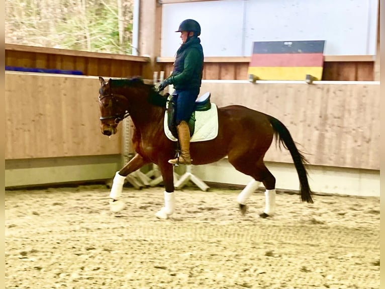Deutsches Sportpferd Stute 4 Jahre 164 cm Brauner in Bad Griesbach im Rottal