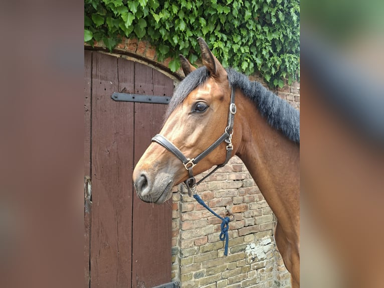 Deutsches Sportpferd Stute 4 Jahre 164 cm Brauner in Zehdenick