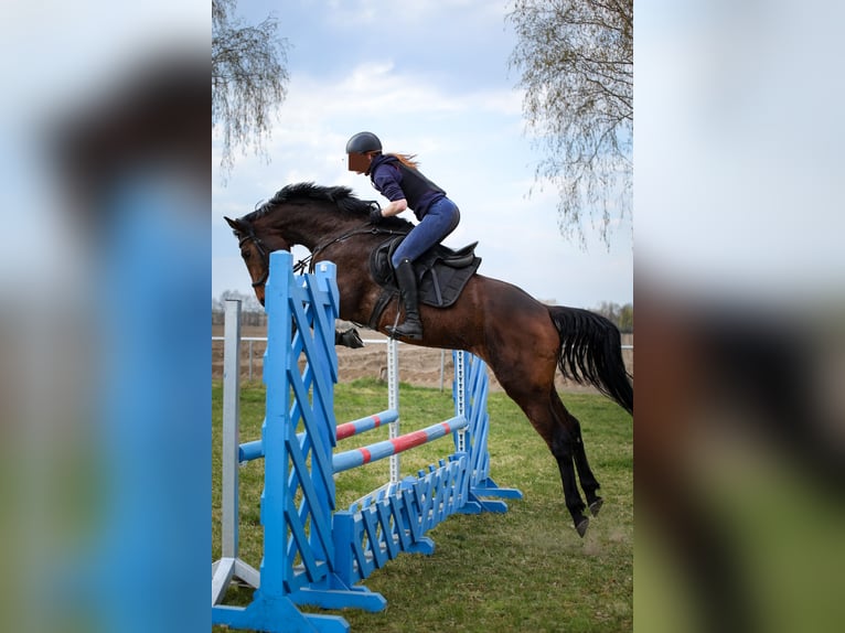 Deutsches Sportpferd Stute 4 Jahre 164 cm Brauner in Zehdenick