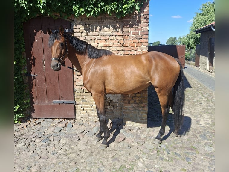 Deutsches Sportpferd Stute 4 Jahre 164 cm Brauner in Zehdenick