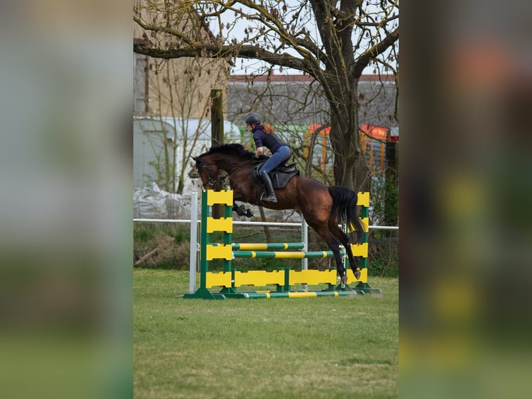 Deutsches Sportpferd Stute 4 Jahre 164 cm Brauner in Zehdenick