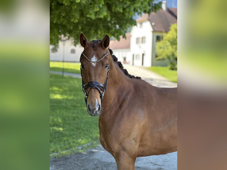 Deutsches Sportpferd Stute 4 Jahre 164 cm Dunkelfuchs in Jengen