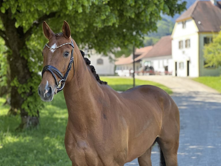 Deutsches Sportpferd Stute 4 Jahre 164 cm Dunkelfuchs in Jengen