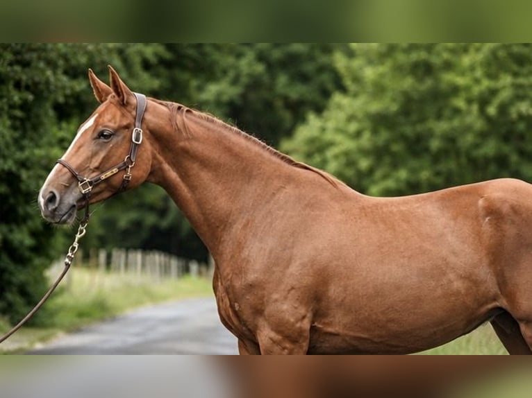 Deutsches Sportpferd Stute 4 Jahre 164 cm Fuchs in Verl