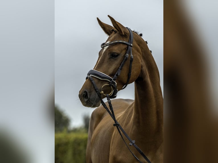 Deutsches Sportpferd Stute 4 Jahre 164 cm Fuchs in Gomadingen