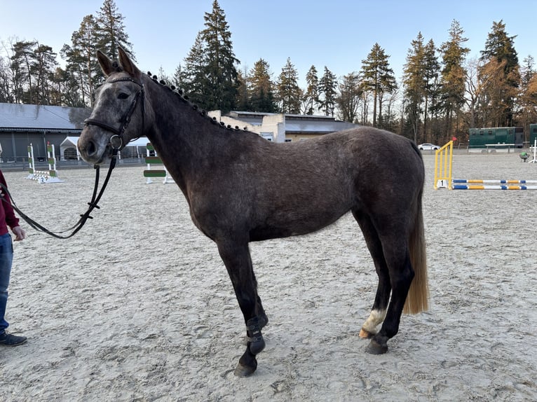 Deutsches Sportpferd Stute 4 Jahre 164 cm Kann Schimmel werden in Mollnitz