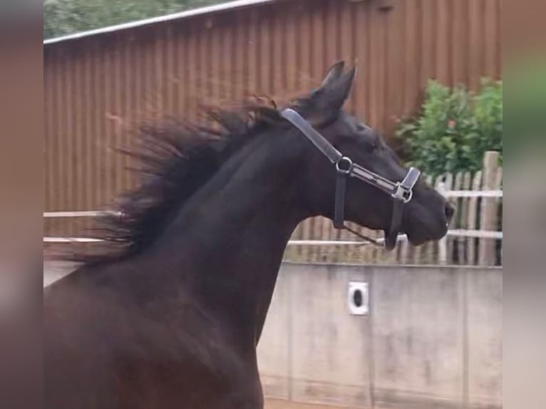 Deutsches Sportpferd Stute 4 Jahre 164 cm Rappe in Jagstzell
