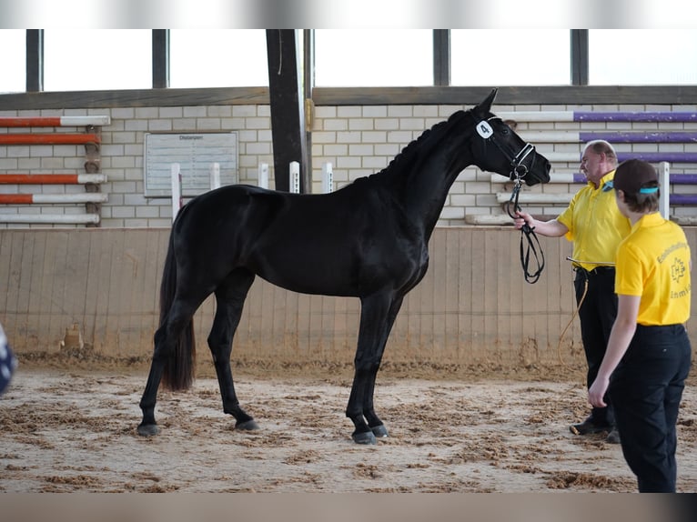 Deutsches Sportpferd Stute 4 Jahre 164 cm Rappe in Bayreuth