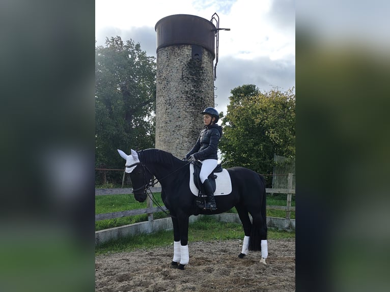 Deutsches Sportpferd Stute 4 Jahre 164 cm Rappe in Gro&#xDF; Kreutz