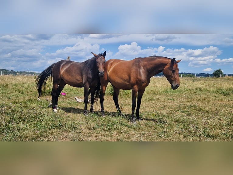 Deutsches Sportpferd Stute 4 Jahre 164 cm Schwarzbrauner in Selters