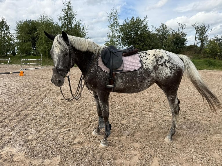 Deutsches Sportpferd Stute 4 Jahre 164 cm Tigerschecke in Pelmberg