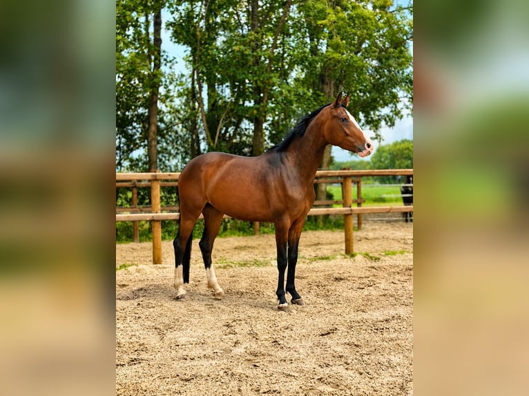 Deutsches Sportpferd Stute 4 Jahre 165 cm Brauner in Leeuwarden