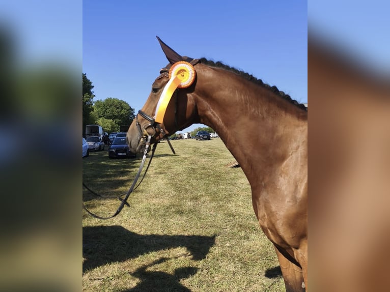 Deutsches Sportpferd Stute 4 Jahre 165 cm Brauner in Eckenroth