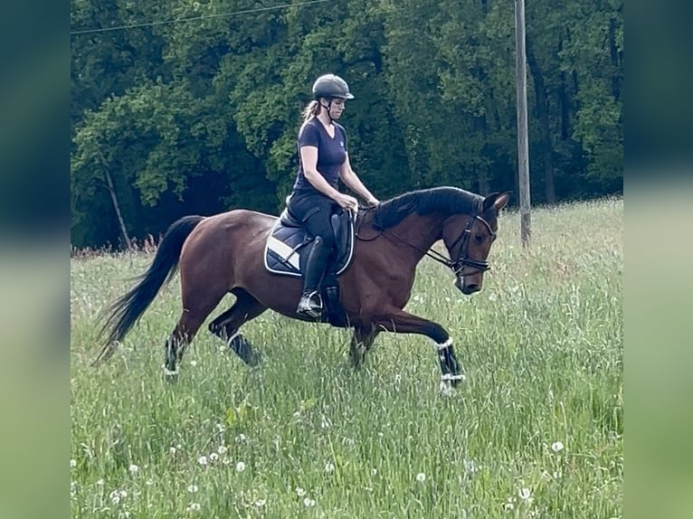 Deutsches Sportpferd Stute 4 Jahre 165 cm Brauner in Dresden