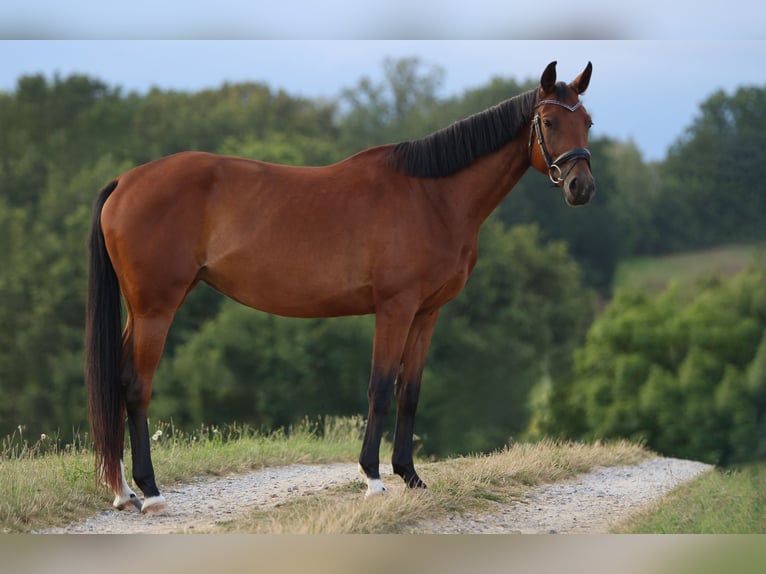 Deutsches Sportpferd Stute 4 Jahre 165 cm Brauner in Dresden
