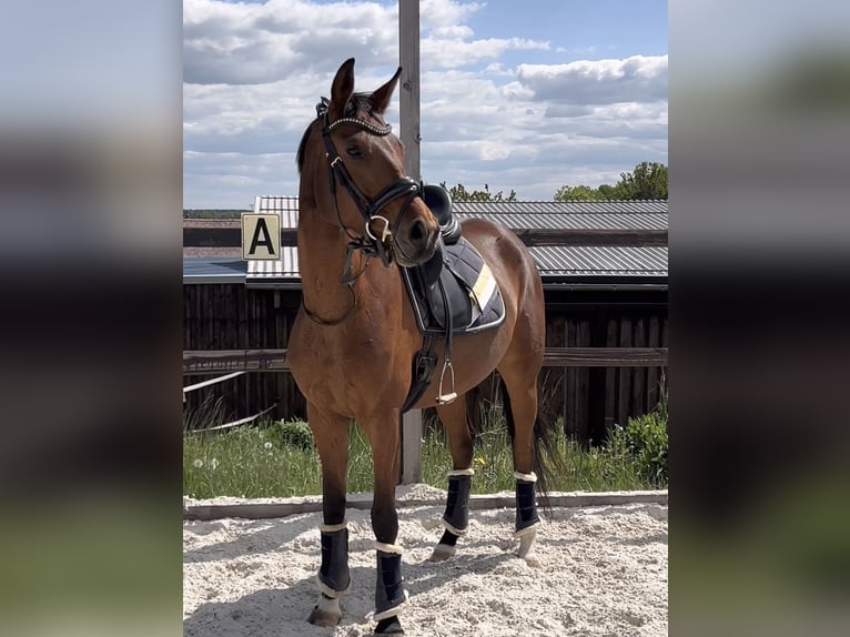 Deutsches Sportpferd Stute 4 Jahre 165 cm Brauner in Dresden
