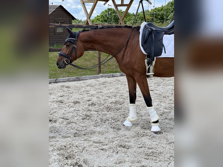 Deutsches Sportpferd Stute 4 Jahre 165 cm Brauner in Dresden