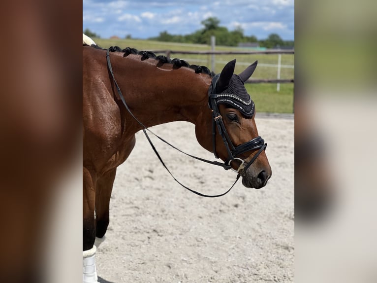 Deutsches Sportpferd Stute 4 Jahre 165 cm Brauner in Dresden