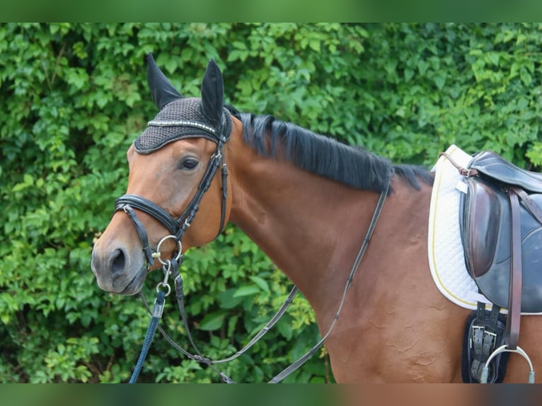 Deutsches Sportpferd Stute 4 Jahre 165 cm Brauner in Gy&#x151;r