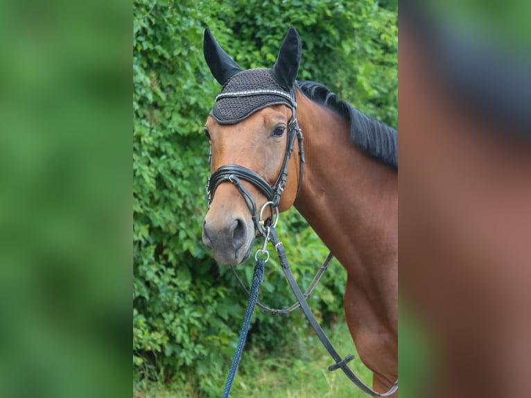 Deutsches Sportpferd Stute 4 Jahre 165 cm Brauner in Gy&#x151;r