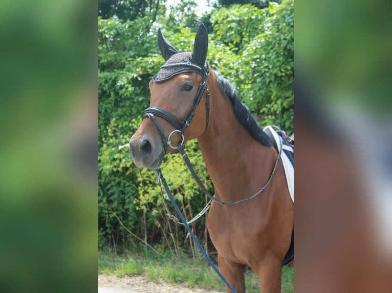 Deutsches Sportpferd Stute 4 Jahre 165 cm Brauner in Gy&#x151;r
