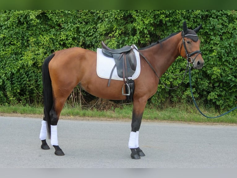 Deutsches Sportpferd Stute 4 Jahre 165 cm Brauner in Gy&#x151;r