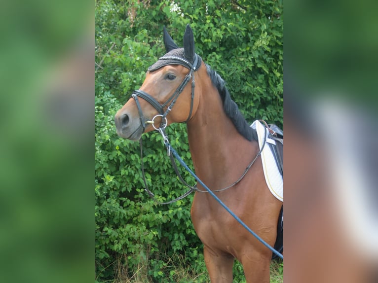 Deutsches Sportpferd Stute 4 Jahre 165 cm Brauner in Gy&#x151;r