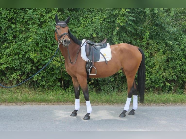 Deutsches Sportpferd Stute 4 Jahre 165 cm Brauner in Gy&#x151;r