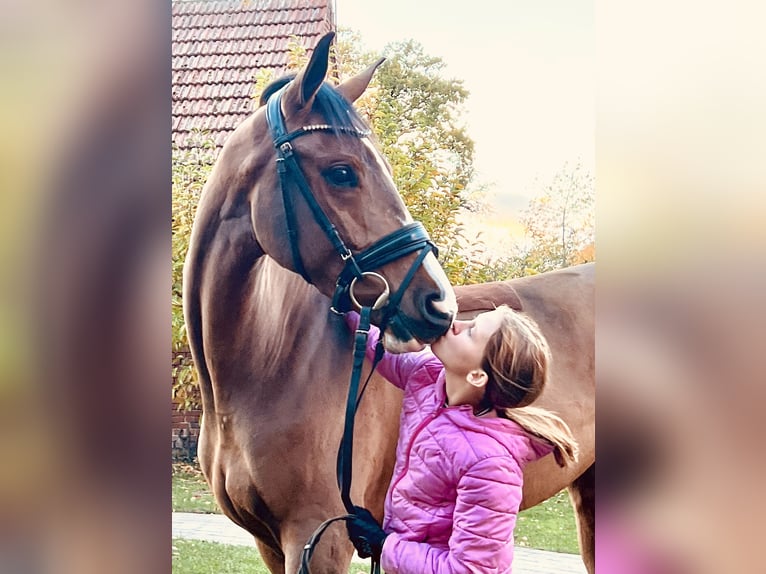 Deutsches Sportpferd Stute 4 Jahre 165 cm Brauner in Martfeld