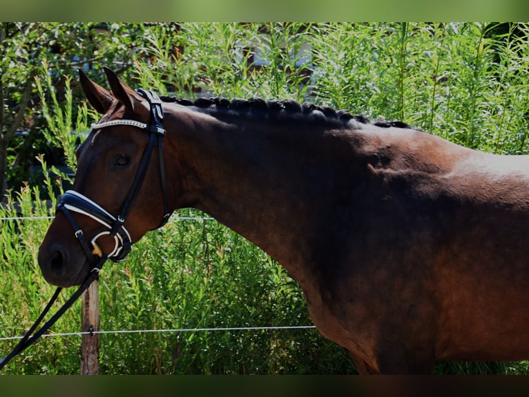 Deutsches Sportpferd Stute 4 Jahre 165 cm Brauner in Buchloe