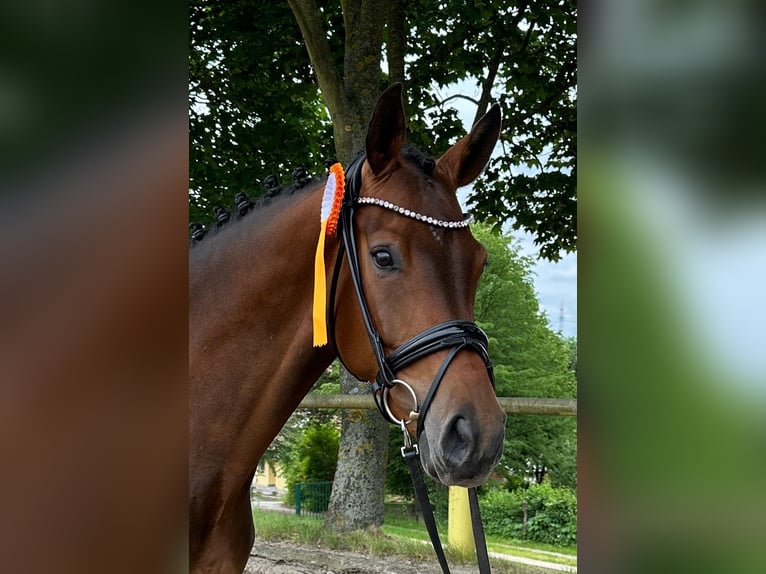Deutsches Sportpferd Stute 4 Jahre 165 cm Brauner in Klingenberg