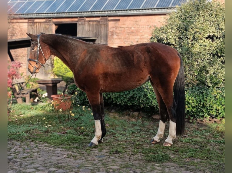 Deutsches Sportpferd Stute 4 Jahre 165 cm Brauner in Vierlinden Friedersdorf