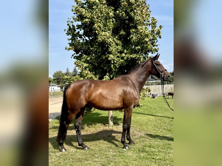 Deutsches Sportpferd Stute 4 Jahre 165 cm Brauner in Mockrehna