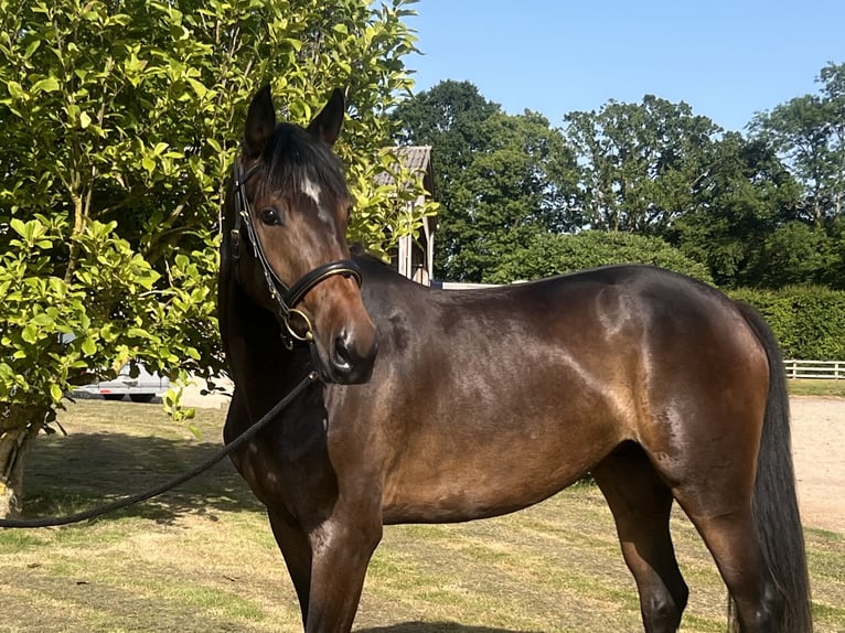 Deutsches Sportpferd Stute 4 Jahre 165 cm Brauner in Le Pin