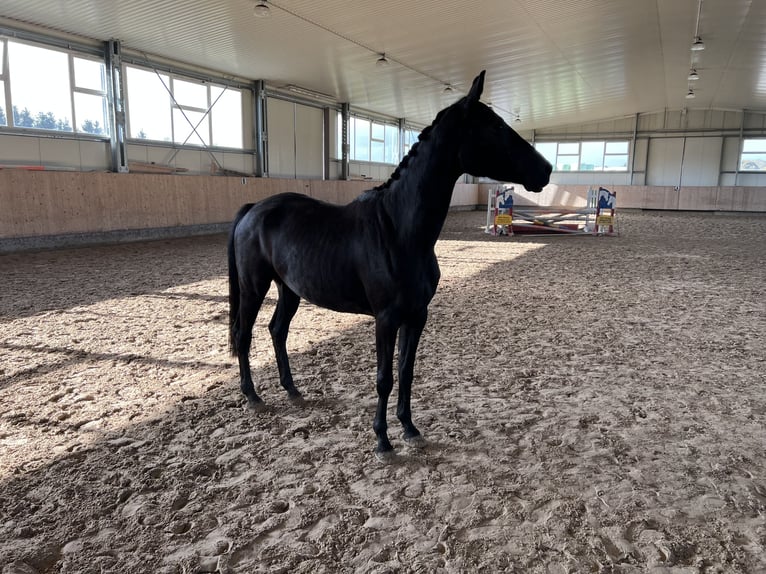 Deutsches Sportpferd Stute 4 Jahre 165 cm Dunkelbrauner in Mengen