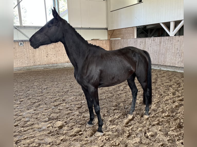 Deutsches Sportpferd Stute 4 Jahre 165 cm Dunkelbrauner in Mengen